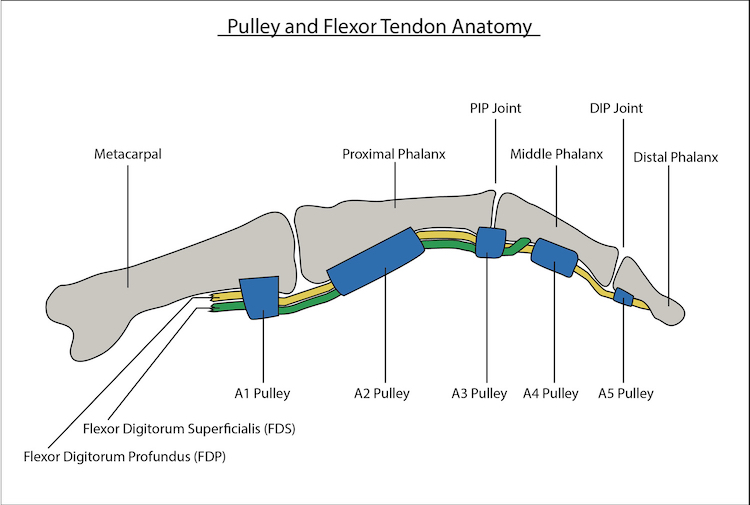 Review of Pulley Injury Literature - TrainingBeta